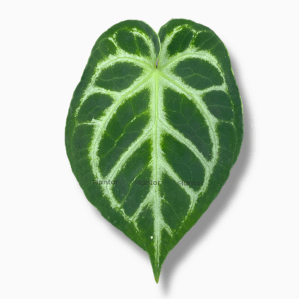 Купить Антуриум Сильвер Блаш