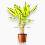 Купить Драцена Фрагранс Еллоу Кост ⌀12 ↑40 см