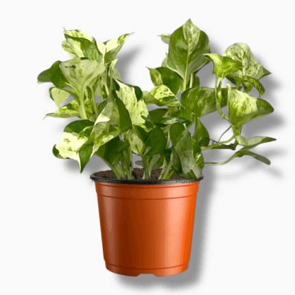 Купить Эпипремнум Манжула