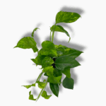 Эпипремнум Марбл Грин купить, Epipremnum Marble Green, пёстрый эпипремнум, мраморное растение, ампельное комнатное растение, уход за эпипремнумом