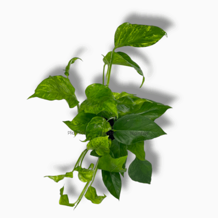 Эпипремнум Марбл Грин купить, Epipremnum Marble Green, пёстрый эпипремнум, мраморное растение, ампельное комнатное растение, уход за эпипремнумом