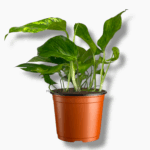 Эпипремнум Марбл Грин купить, Epipremnum Marble Green, пёстрый эпипремнум, мраморное растение, ампельное комнатное растение, уход за эпипремнумом