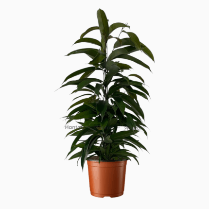 Фикус Амстел Кинг купить, Ficus binnendijkii Amstel King, фикус пирамида, комнатное дерево, крупный фикус в горшке, растение в офис