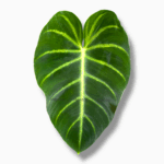 Филодендрон Люксурианс купить, Philodendron luxurians, бархатный филодендрон, редкие комнатные растения, декоративнолистное растение, фила купить Москва