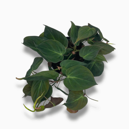 Филодендрон Миканс купить, Philodendron Micans, ампельное растение, бархатный филодендрон, филодендрон в подвесное кашпо, комнатные лианы