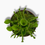 гелиамфора купить, Heliamphora, хищное растение, редкое комнатное растение, гелиамфора уход, кувшиночка растение