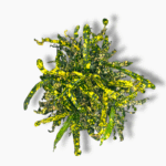 Кодиеум Кинг оф Сиам ⌀27 ↑110 см — изображение 2