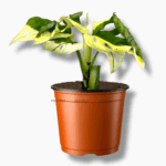 Купить Монстера Адансони Вариегата