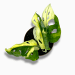 Заказать Монстера Адансони Вариегата