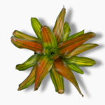 Неорегелия купить, Neoregelia, бромелия комнатная, тропическое растение в горшке, розетка с яркой серединой, цветок для флорариума