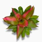 Неорегелия купить, Neoregelia, бромелия комнатная, тропическое растение в горшке, розетка с яркой серединой, цветок для флорариума