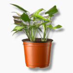 Сингониум Нагпур Вариегата купить, Syngonium Nagpur Variegata, вариегатный сингониум, редкое комнатное растение, сингониум с пёстрыми листьями