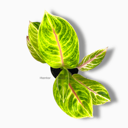 Аглаонема Игуана Ред