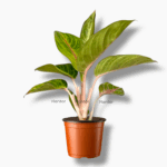 aglaonema iguana red купить, аглаонема игуана ред, аглаонема красная, аглаонема с розовыми листьями, пестролистное растение, декоративно-лиственное, неприхотливое растение, аглаонема в горшке