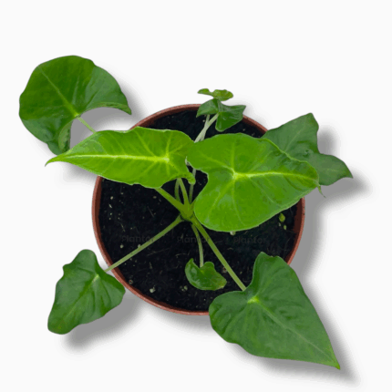 алоказия фрайдек татту купить, Alocasia Frydek Tattoo, алоказия вариегатная, бархатная алоказия, редкое ароидное растение