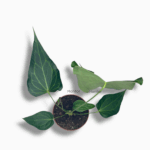 антуриум дельта форс купить, Anthurium Delta Force, редкий антуриум, антуриум бархатный, декоративно-лиственное растение, коллекционные антуриумы, антуриум уход, антуриум в горшке