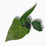 антуриум напо купить, Anthurium Napo, бархатный антуриум, декоративно-лиственный антуриум, редкий антуриум, уход за антуриумом