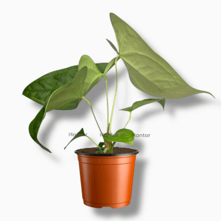 антуриум напо купить, Anthurium Napo, бархатный антуриум, декоративно-лиственный антуриум, редкий антуриум, уход за антуриумом