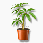 бегония хайлендер купить, Begonia Carolineifolia Highlander, декоративнолистная бегония, комнатное растение с крупными листьями, красивое растение в горшке