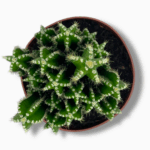 цереус флорида купить, Cereus florida, кактус флорида, уход за цереусом, редкий кактус, коллекционные кактусы