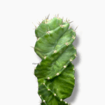 Цереус Форбесии Спиралис ⌀14 ↑30 см