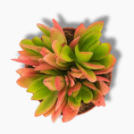 крассула капителла кэмпфайр купить, Crassula capitella Campfire, крассула огненная, суккулент с красными листьями, декоративный суккулент, уход за крассулой, стелющийся суккулент, комнатное растение в горшке