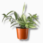 Купить драцена суркулоза сильвер купить, Dracaena Surculosa Silver, драцена пестрая, драцена в горшке, уход за драценой, комнатные растения, серебристая драцена, неприхотливое растение в офис