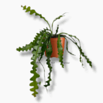 эпифиллум ангулигер купить, epiphyllum anguliger, рыбий хвост кактус, ампельный эпифиллум, ночной кактус, цветущий кактус, эпифит в горшке, экзотическое комнатное растение