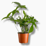 филодендрон флорида грин купить, Philodendron Florida Green, резнолистный филодендрон, филодендрон на опоре, уход за филодендроном