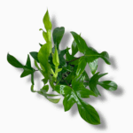 филодендрон флорида грин купить, Philodendron Florida Green, резнолистный филодендрон, филодендрон на опоре, уход за филодендроном