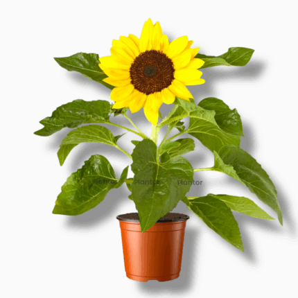 гелиантус купить, подсолнух Сансейшн, Helianthus Sensation, декоративный подсолнух, комнатный подсолнух, гелиантус в горшке, растение для балкона