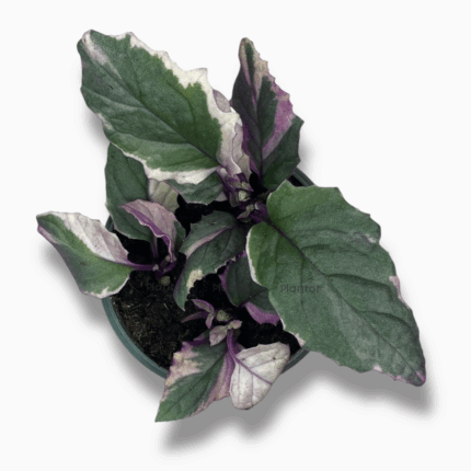 Купить Гинура Вариегата