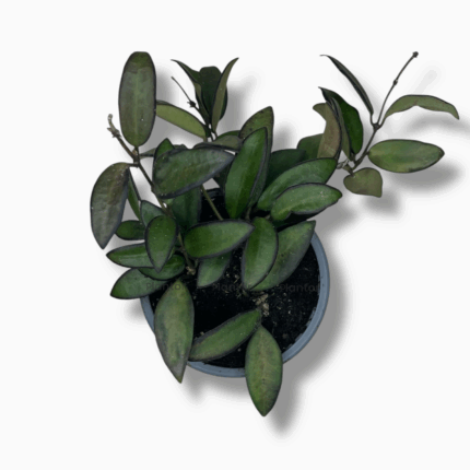 хойя росита купить, hoya rosita, хойя хамелеон, ампельная хойя, редкая хойя, хойя с розовыми листьями, цветущая хойя, неприхотливая хойя, хойя в подвесном кашпо