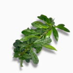 хойя пабикаликс сильвер спот купить, Hoya pubicalyx Silver Spot, хойя с серебристыми листьями, вьющаяся хойя, цветущая лиана, хойя уход, декоративно-лиственное растение, ампельное растение в горшке