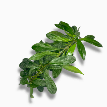 хойя пабикаликс сильвер спот купить, Hoya pubicalyx Silver Spot, хойя с серебристыми листьями, вьющаяся хойя, цветущая лиана, хойя уход, декоративно-лиственное растение, ампельное растение в горшке