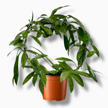 хойя пабикаликс сильвер спот купить, Hoya pubicalyx Silver Spot, хойя с серебристыми листьями, вьющаяся хойя, цветущая лиана, хойя уход, декоративно-лиственное растение, ампельное растение в горшке