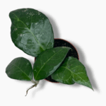 Хойя Вертициллята Лампунг ⌀10 ↑15 см