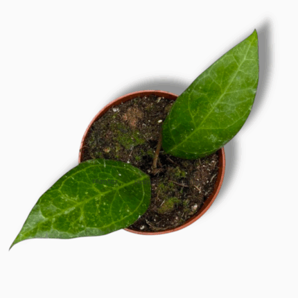 хойя ваянг сплэш купить, Hoya verticillata Wayang Splash, хойя сплэш, хойя ампельная, уход за хойей, цветущая хойя