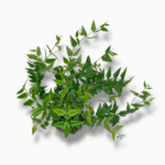 Хойя Белла ⌀12 ↑30 см