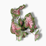 каладиум кэролин уортон купить, Caladium Carolyn Whorton, каладиум розовый, декоративно-лиственное растение, каладиум вариегатный, редкие каладиумы, каладиум уход, каладиум в горшке