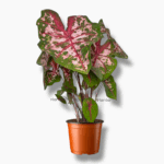 каладиум кэролин уортон купить, Caladium Carolyn Whorton, каладиум розовый, декоративно-лиственное растение, каладиум вариегатный, редкие каладиумы, каладиум уход, каладиум в горшке