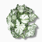 Каладиум Вайт ⌀17 ↑50 см — изображение 2