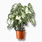 каладиум вайт купить, Caladium White, каладиум белый, каладиум уход, каладиум декоративный, каладиум вариегатный, редкие комнатные растения, каладиум в горшке