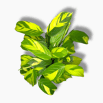 ктенанта голден мозаик купить, Ctenanthe Golden Mosaic, ктенанта с жёлтыми листьями, декоративно-лиственное растение, комнатное растение в горшке, ктенанта уход, растение для дома