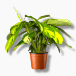 ктенанта голден мозаик купить, Ctenanthe Golden Mosaic, ктенанта с жёлтыми листьями, декоративно-лиственное растение, комнатное растение в горшке, ктенанта уход, растение для дома