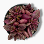 Ленопеталум Шоколад Вариегата