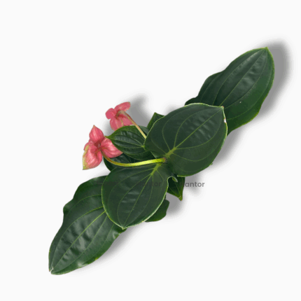 мединила магнифика фламенко купить, medinilla magnifica flamenco, мединила фламенко, мединила комнатное растение, редкие цветущие растения, экзотические растения, мединила уход, мединила доставка