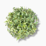 Мирт Тарентина Вариегата — изображение 2