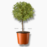 мирт вариегата купить, Myrtus Tarentina Variegata, пестролистный мирт, декоративный мирт, ароматное комнатное растение, уход за миртом