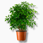 Купить Шеффлера Компакта Бранч